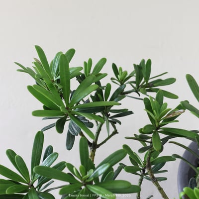 晶鑽羅漢松｜FP5166