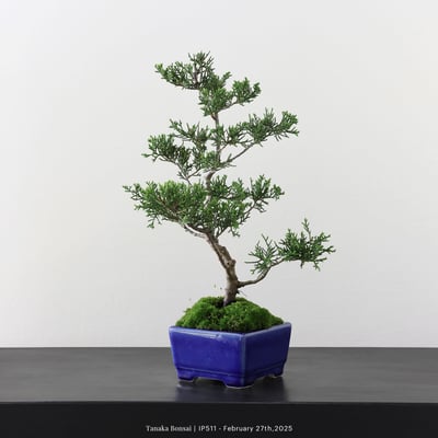 系魚川真柏｜IP5114