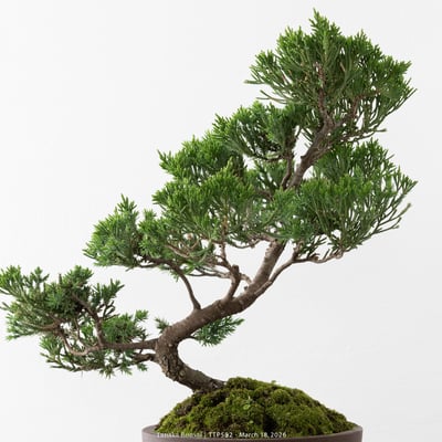 臺灣真柏｜TTP5829