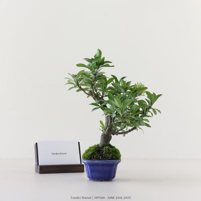 矮仙丹 [白花] | IXP5046