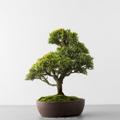 紀州真柏｜TPA5697