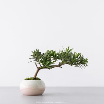 晶鑽羅漢松｜FP5285