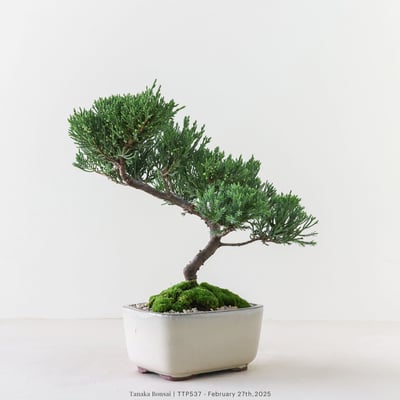 台灣真柏｜TTP5373