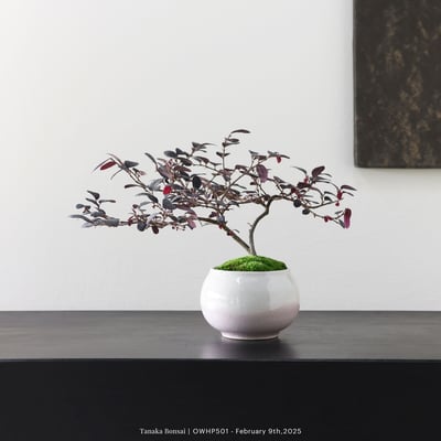 【官網限定】紅花繼木｜OWHP5014