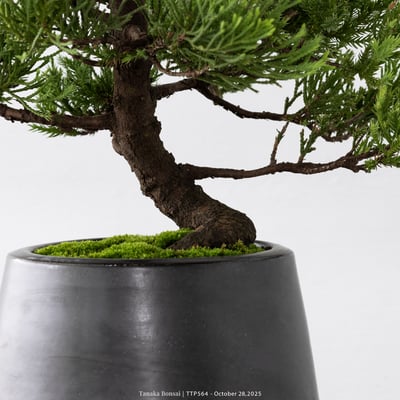 台灣真柏｜TTP5648