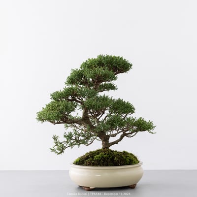 紀州真柏｜TPA5465