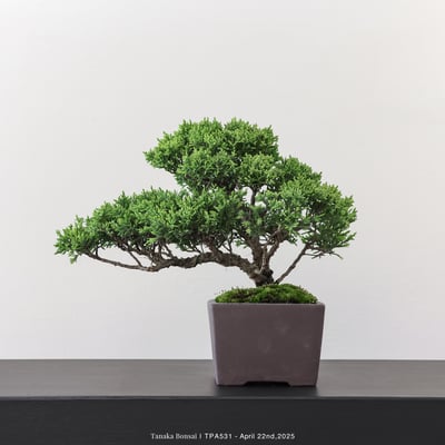 紀州真柏｜TPA5314