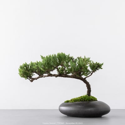 台灣真柏｜TTP5657