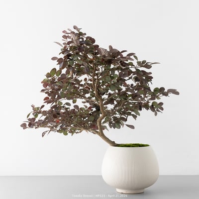 紅花繼木｜HP5237