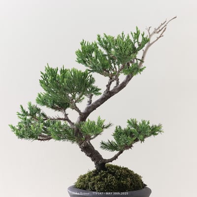 台灣真柏｜TTP5478