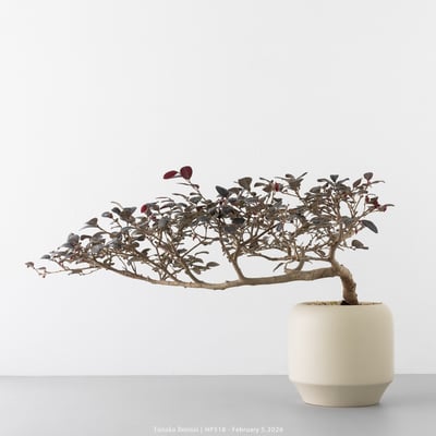 紅花繼木｜HP5186