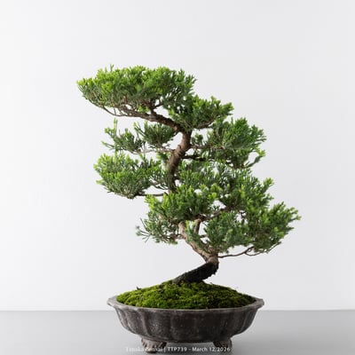 臺灣真柏｜TTP7395