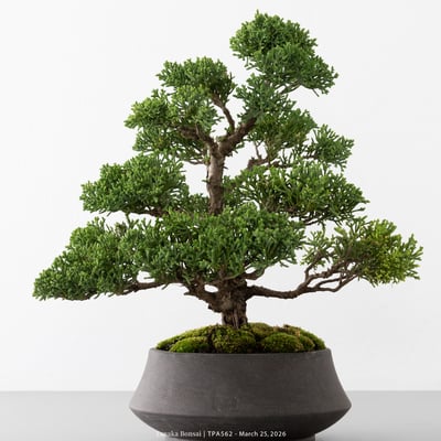 紀州真柏｜TPA5622