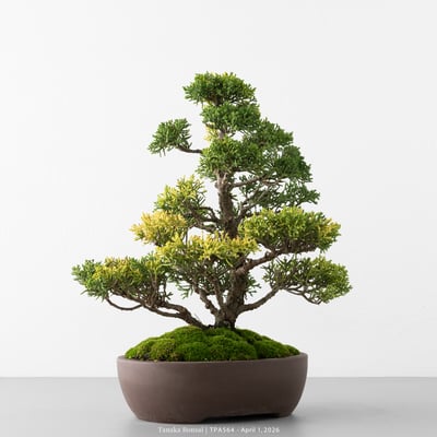 紀州真柏｜TPA5647