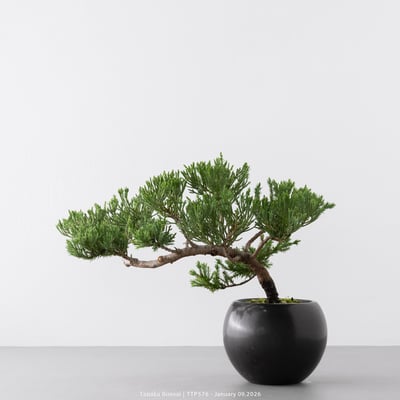 台灣真柏｜TTP5767