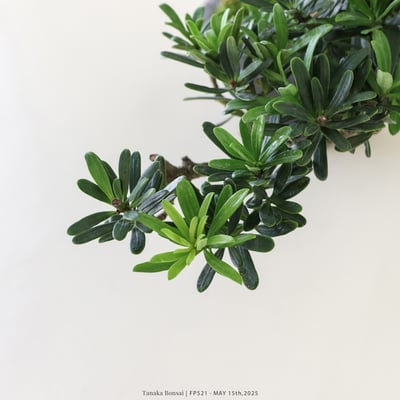 晶鑽羅漢松｜FP5217