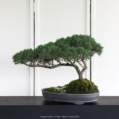 紀州真柏｜TP7826