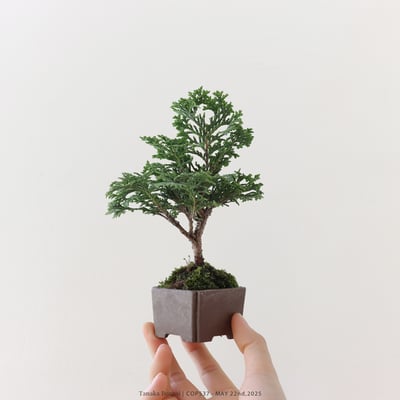 日本青檜｜COP5376