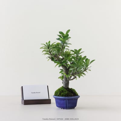 矮仙丹 [白花] | IXP5047