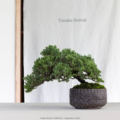 【官網限定】珍珠柏｜OWSP5025