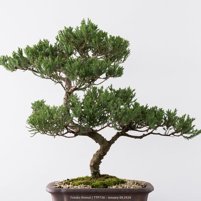 台灣真柏｜TTP7362