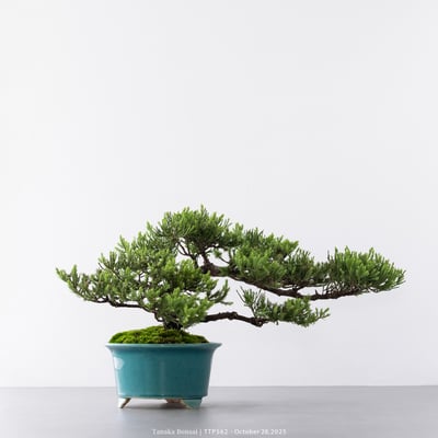 台灣真柏｜TTP5623