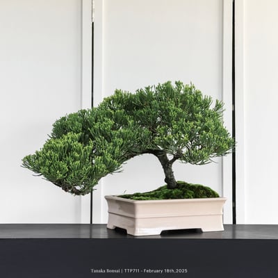 台灣真柏｜TTP7112