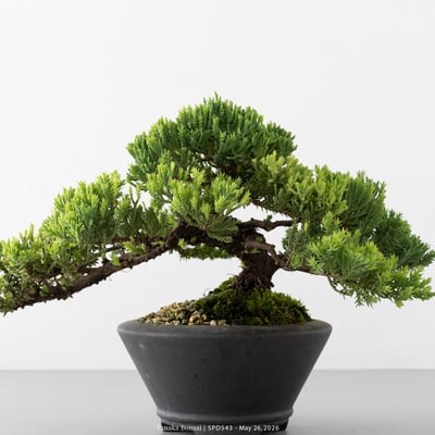 珍珠柏｜SPD54310