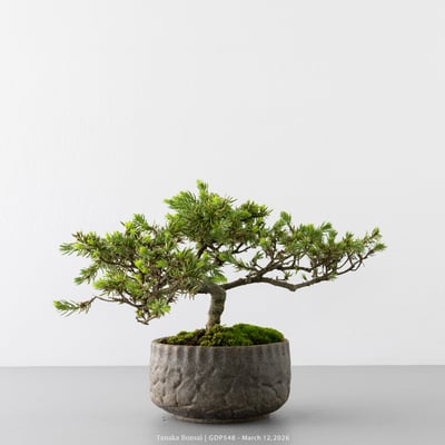 黃金杜松｜GDP5483