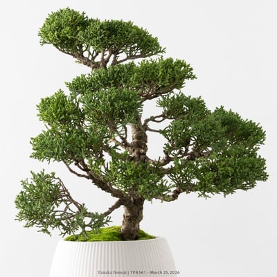 紀州真柏｜TPA5612