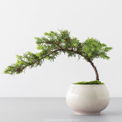 黃金杜松｜GDP5498