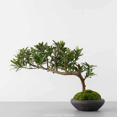 晶鑽羅漢松｜FP5337