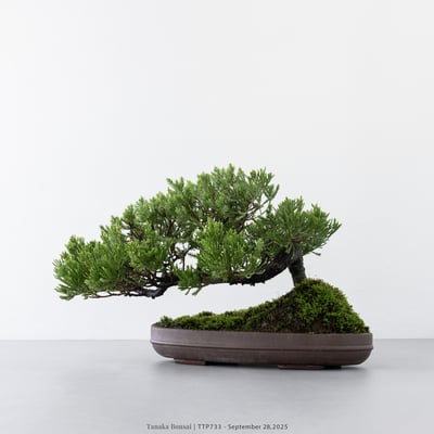 台灣真柏｜TTP7338