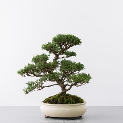 紀州真柏｜TPA5464