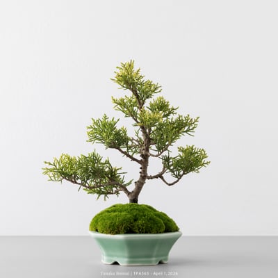 紀州真柏｜TPA5655