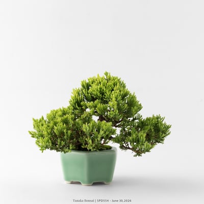 珍珠柏｜SPD5548