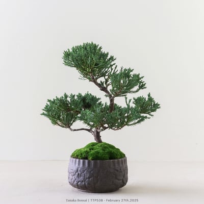 台灣真柏｜TTP5385