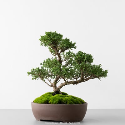 紀州真柏｜TPA5685