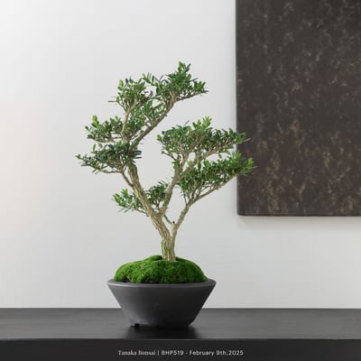 雀舌黃楊｜BHP5196