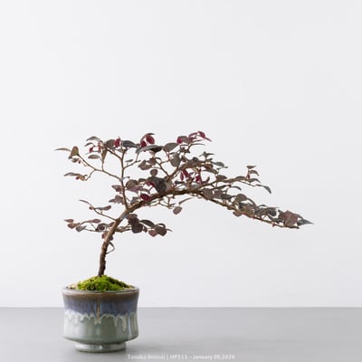 紅花繼木｜HP5158