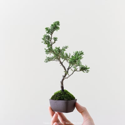 系魚川真柏｜IP5146