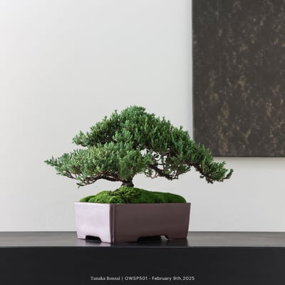 【官網限定】珍珠柏｜OWSP5014