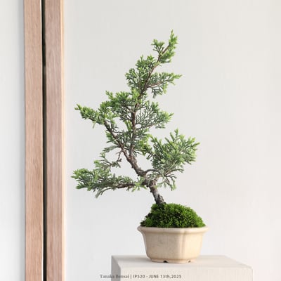 系魚川真柏｜IP5206