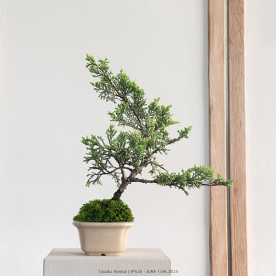 系魚川真柏｜IP5201