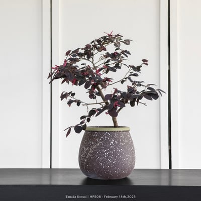 紅花繼木｜HP5083