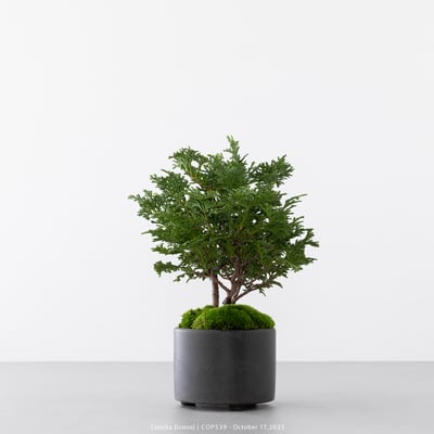 日本青檜｜COP5393