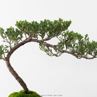 臺灣真柏｜TTP5882