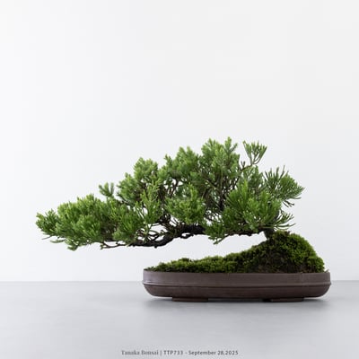 台灣真柏｜TTP7337