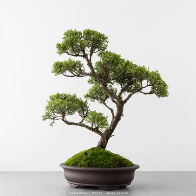 紀州真柏｜TPA5517