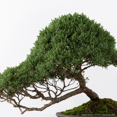 紀州真柏｜TP78710